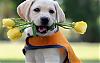     
: sobaka_schenok_labrador_retriver_cvety_rozy_1920x1200.jpg
: 67
:	47.3 
ID:	2934